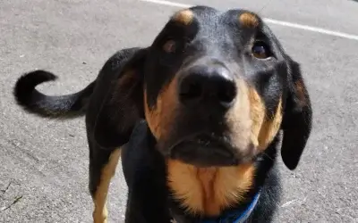 Animal seul dans la rue : simple balade ou divagation ?